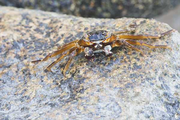 Rock crab