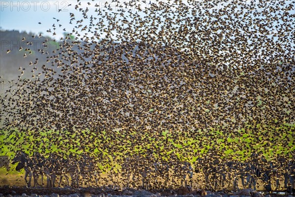 A mega flock of red-billed quelea