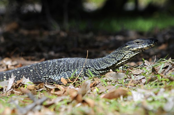 Gould's monitor lizard