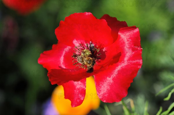 Pink or salmon-coloured flower of corn poppy hybrids