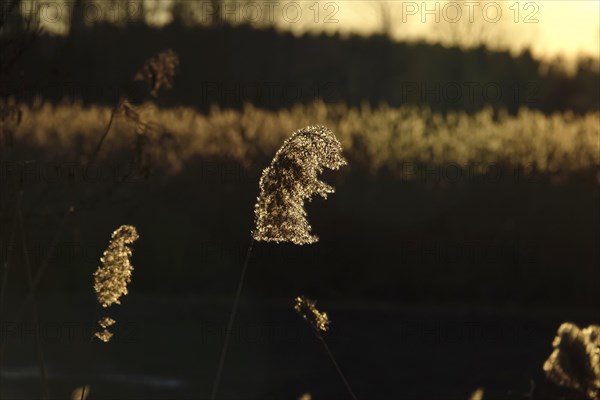 Grasses in the sunlight