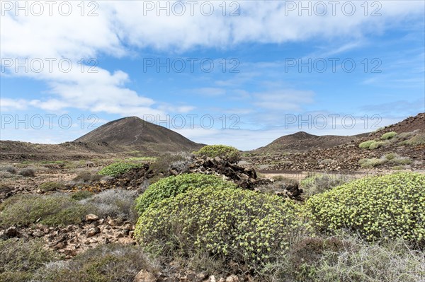 Barren plant growth on the volcanic island