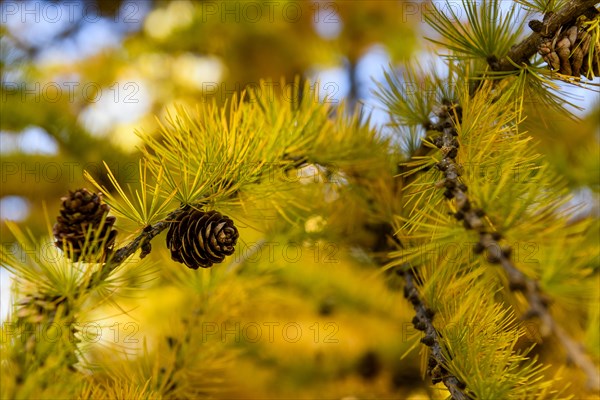 Autumnal yellow larch