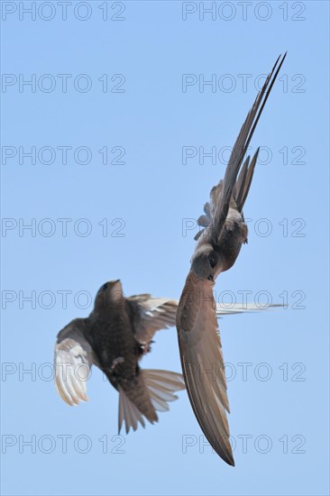 Common swift