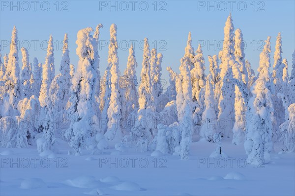 Snow covered winter landscape