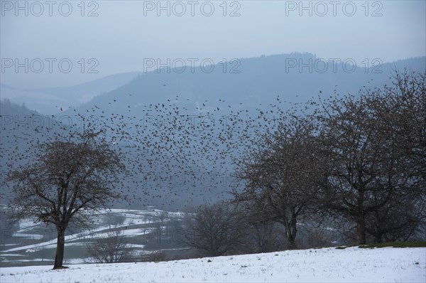 Brambling