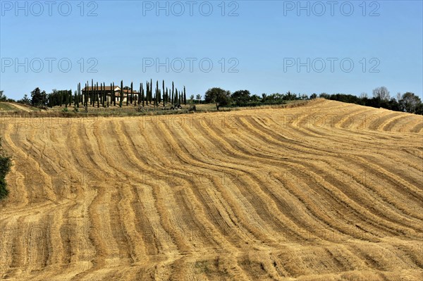 Harvested wheat field