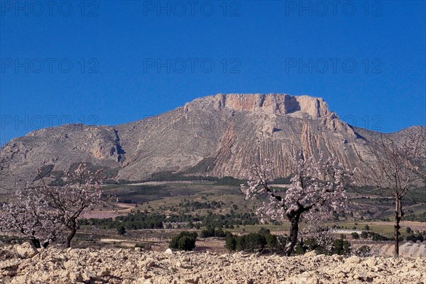 Almond trees in blossom