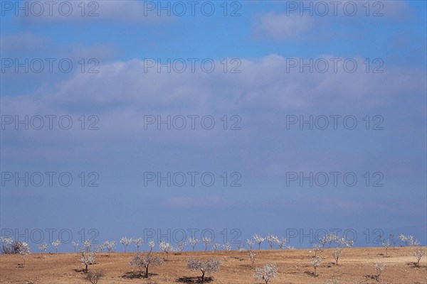 Heaven and earth with blooming white almond plantation