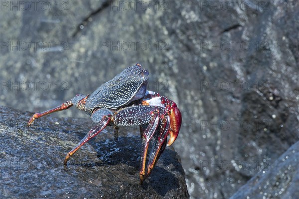 Red rock crab