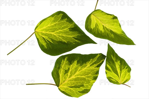 Structures of Ivy leaves