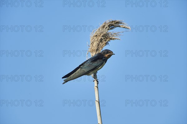 Barn swallow