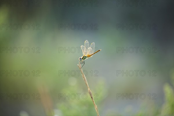 Red-veined darter