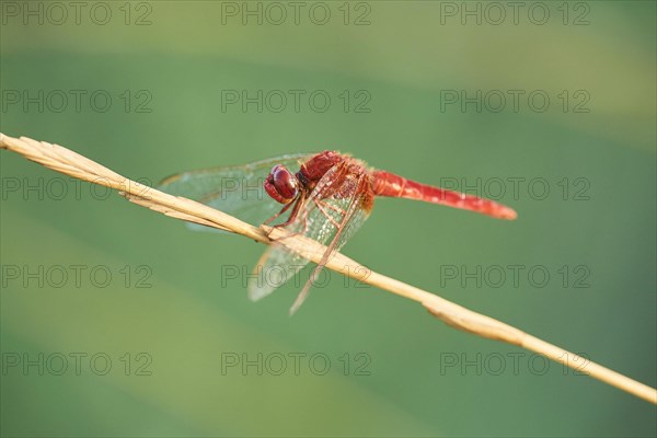 Red-veined darter