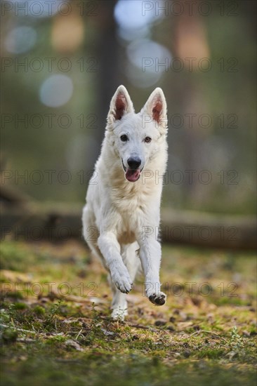 White Swiss Shepherd Dog