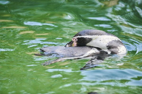 Humboldt penguin