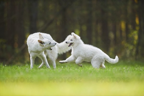 White Swiss Shepherd Dog