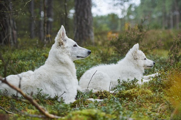 White Swiss Shepherd Dog