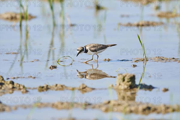 Common ringed plover