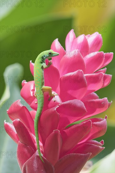 Small day gecko