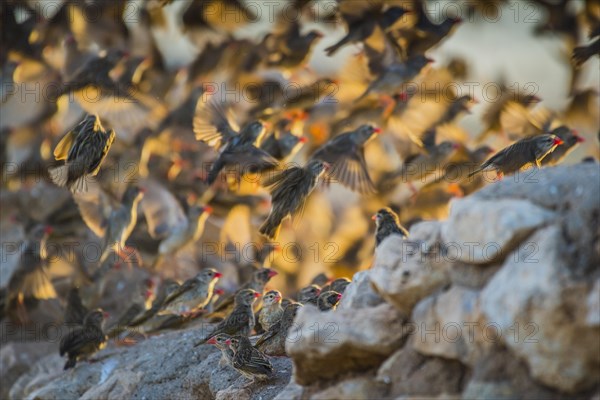 A mega flock of red-billed quelea