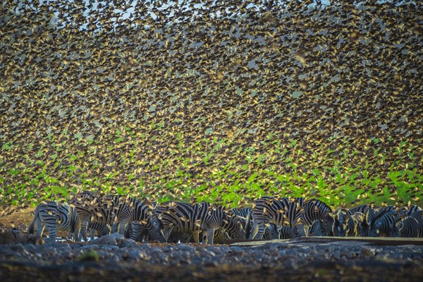 A mega flock of red-billed quelea