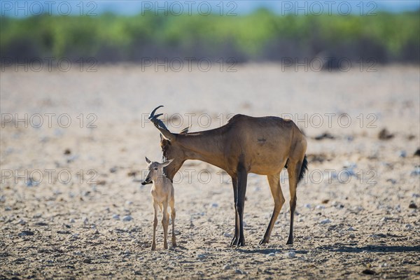 Red hartebeest