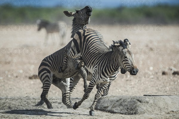 Hartmann's mountain zebra