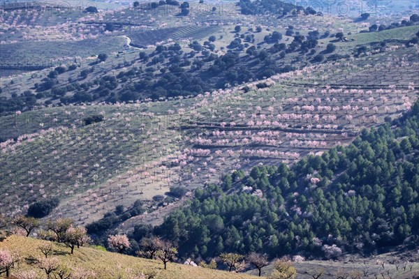 Several almond trees in blossom on mountain slope