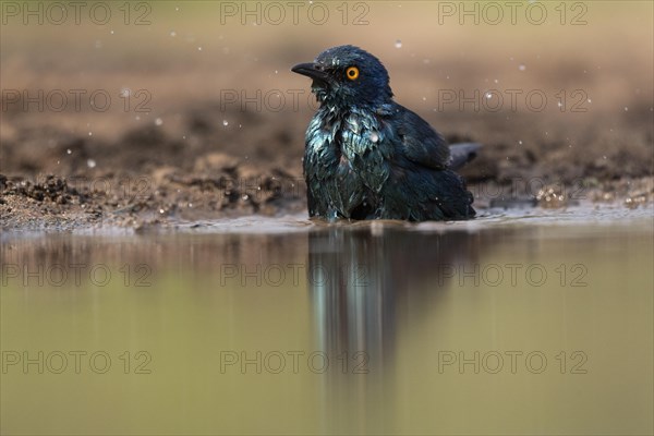 Cape starling