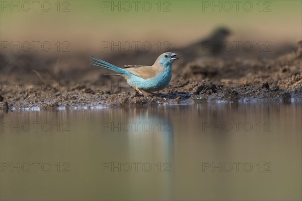 Blue waxbill