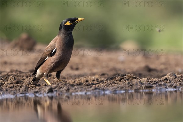 Shepherd mynah