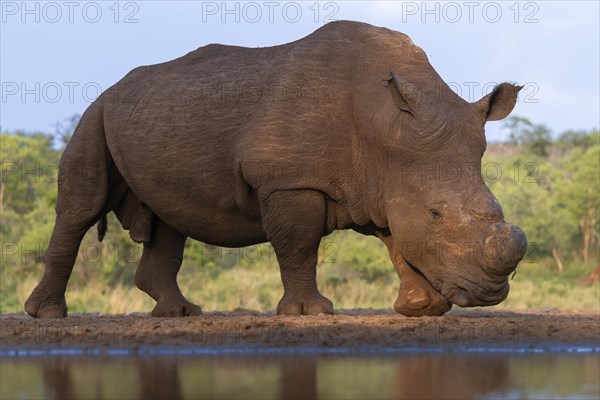 Southern white rhinoceros