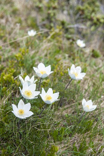 White flowers