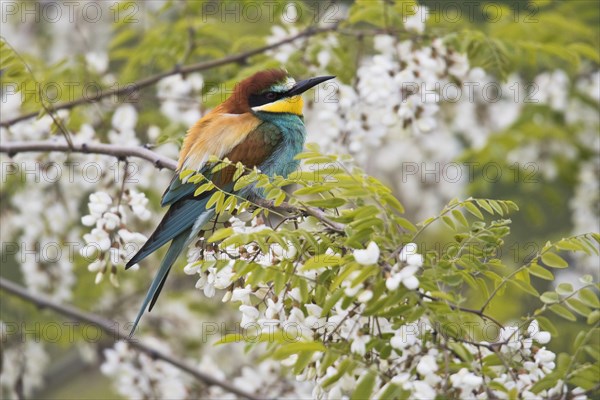 Bee-eater