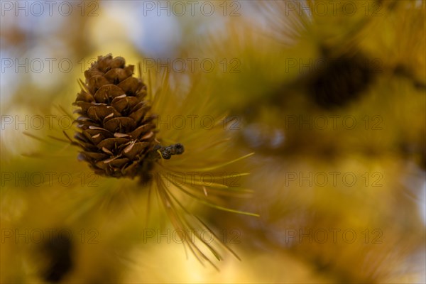 Autumnal yellow larch