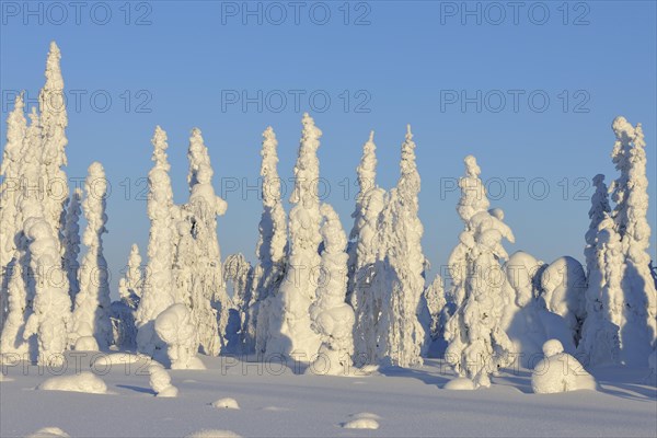 Snow covered winter landscape