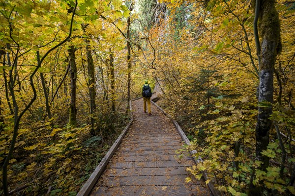 Hiker on logging trail in autumnal forest