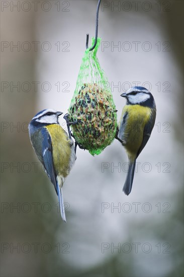 Blue Tit