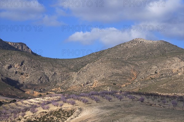 Blooming almond plantation in a barren mountain landscape