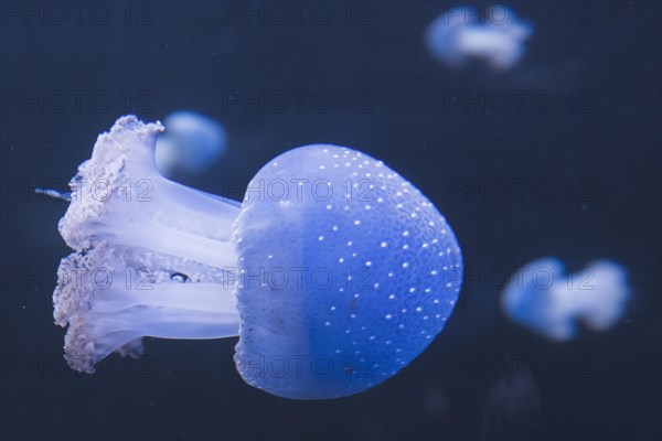 Australian spotted jellyfish