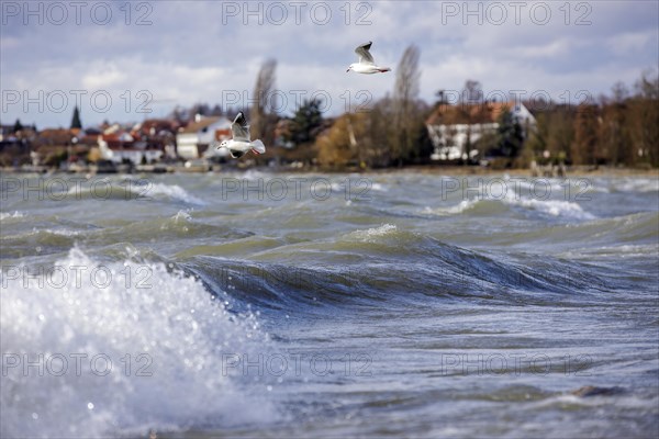 Storm Lolita whips waves against the stony shore in the background Hagnau