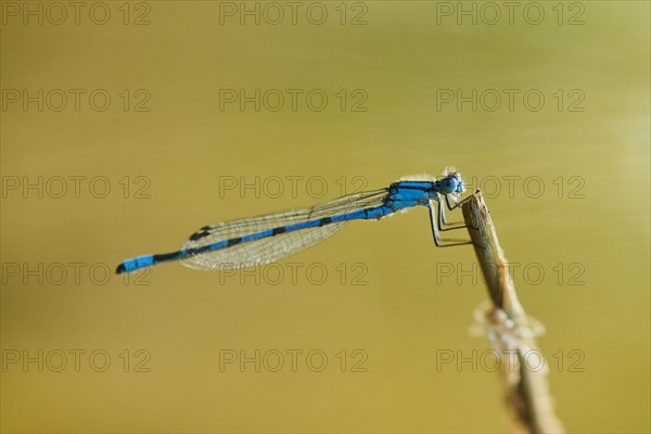 Azure damselfly