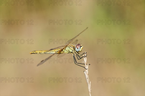 Red-veined darter