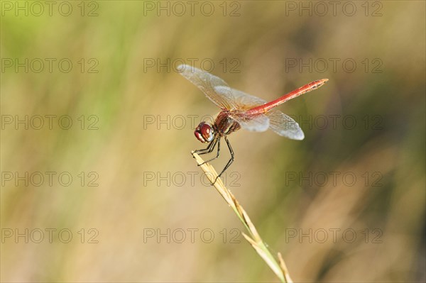 Red-veined darter