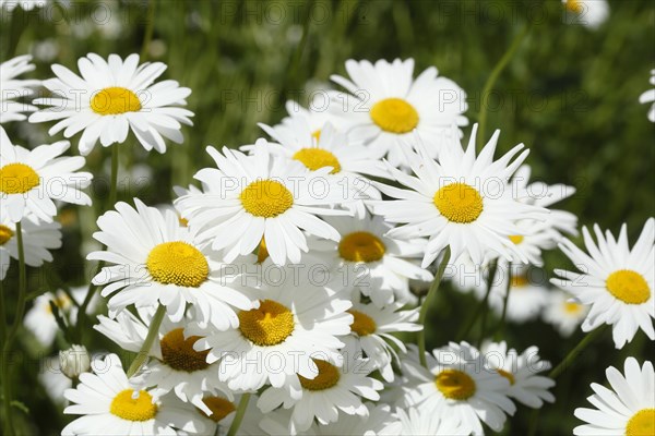 Marguerite