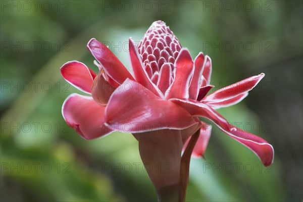 Torch ginger