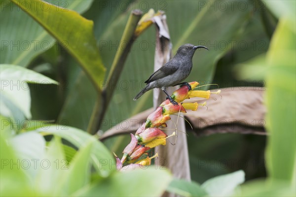 Seychelles Sunbird