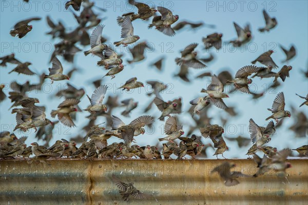 A mega flock of red-billed quelea