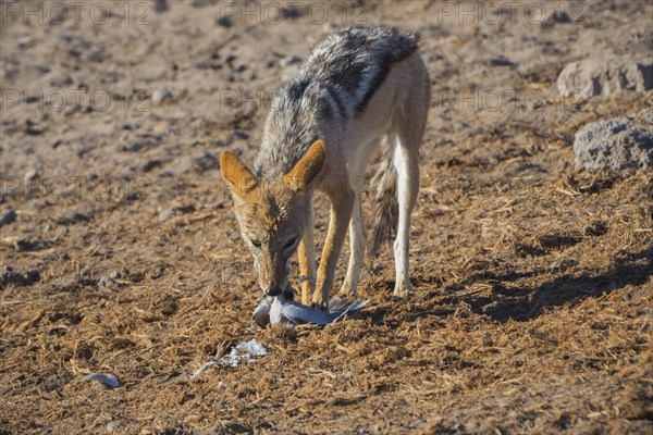 Black-backed jackal